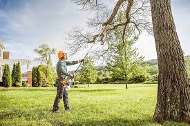 Best Tree Removal Service  in Clyde, NC