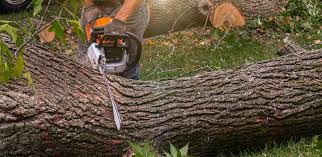 Best Tree Mulching  in Clyde, NC