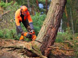 Best Stump Grinding and Removal  in Clyde, NC