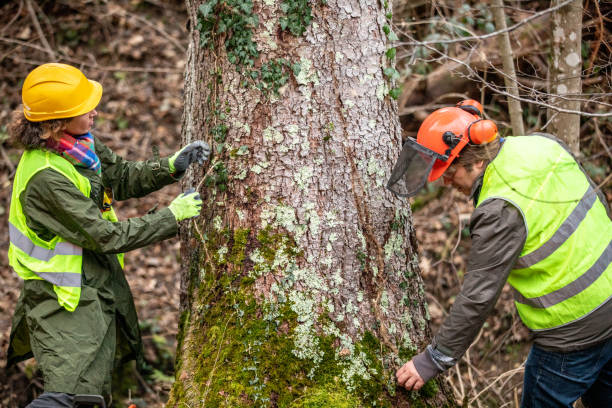 How Our Tree Care Process Works  in  Clyde, NC